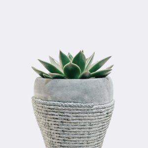 Store plant5 free img